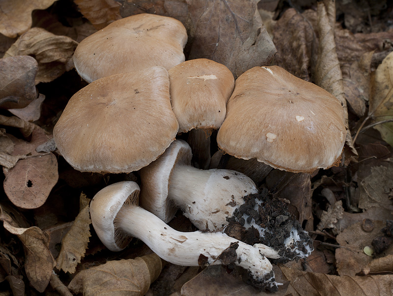 Cortinarius turgidus